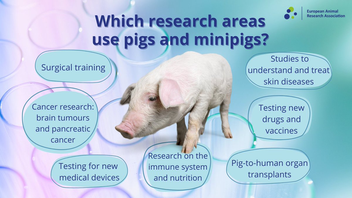 🐖 Here are some of the ways that #pigs and #minipigs are used in #BiomedicalResearch.

Read our latest  feature on the role of pigs in #AnimalResearch here: eara.eu/post/how-pig-s…