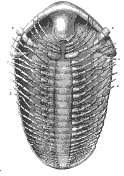 FossilBonanza's tweet photo. Beecher's Trilobite Bed yields AMAZING trilobites with soft tissues thanks to pyrite. Its discovery in the 1890s confirmed they had antennae which changed how we reconstructed them as seen in these before and after diagrams. Science in action!!
#TotallyRadWeek #Paleontology https://t.co/wWGIyWPpBk