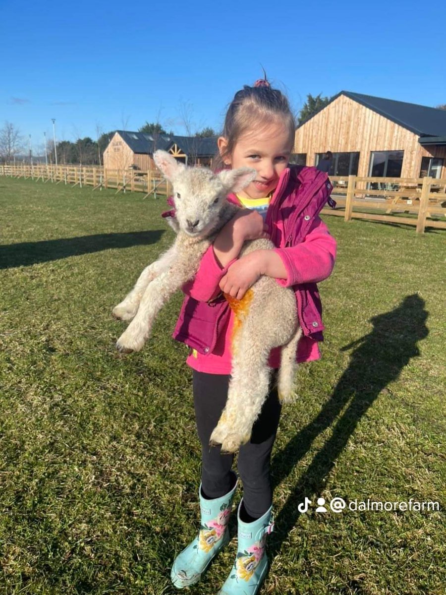 𝐃𝐀𝐋𝐌𝐎𝐑𝐄 𝐅𝐀𝐑𝐌 tweet media