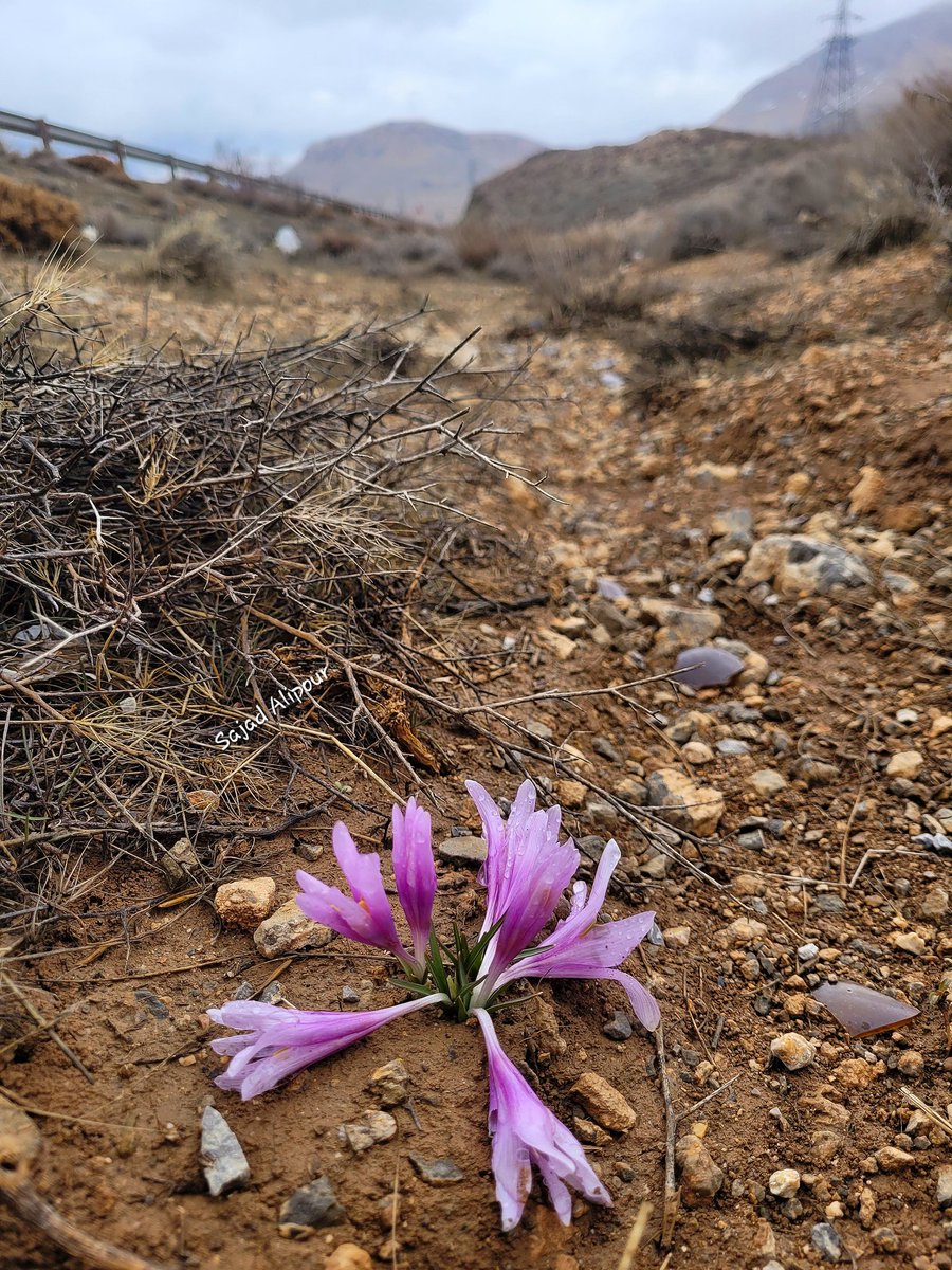 SajadAlipour98's tweet photo. Colchicum varians
Semirom, Isfahan, Iran
8 March 2023
Altitude: 2460m
#colchicum #Colchicum_varians #wildflower #sajadalipour
#ngo #alpineplant #gardening #photography #greenhouse #wildlife #nationalgeographic https://t.co/dzk50kpQou