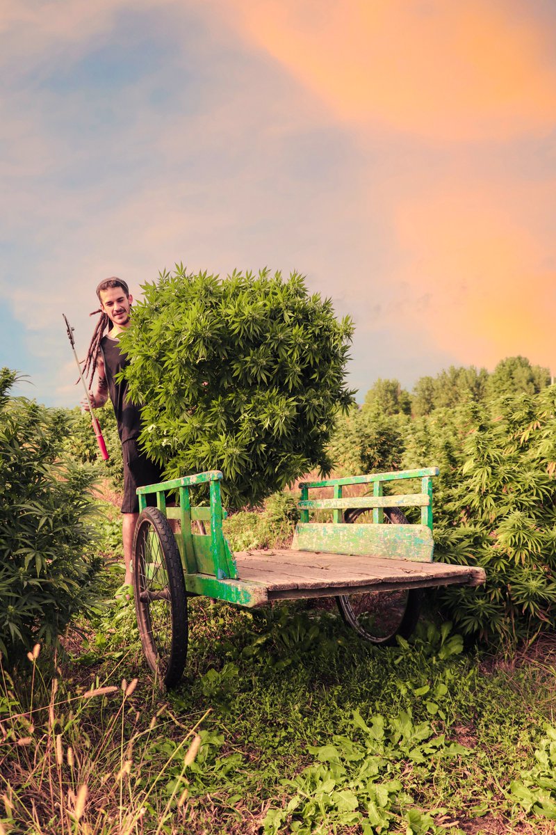 GenZGrowingWeed's tweet photo. Hey #NFT enthusiasts! 👋 Meet our first Ordinal! GZGW will be launched on BTC blockchain and it will feature a young couple's passion for art and rare weed cultivation. Follow our journey as we blend two worlds in the most creative way possible!#digitalart #weedculture #cryptoart https://t.co/QEeRLNBvzp