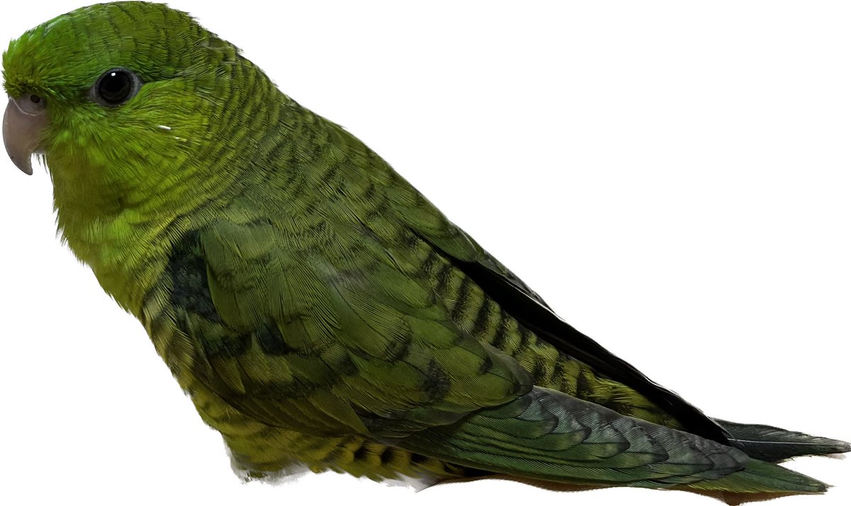 오랜만에 들러서 저의 앵무새를 자랑합니당
성은 이 이름은 포리
🦜이포리!🍃