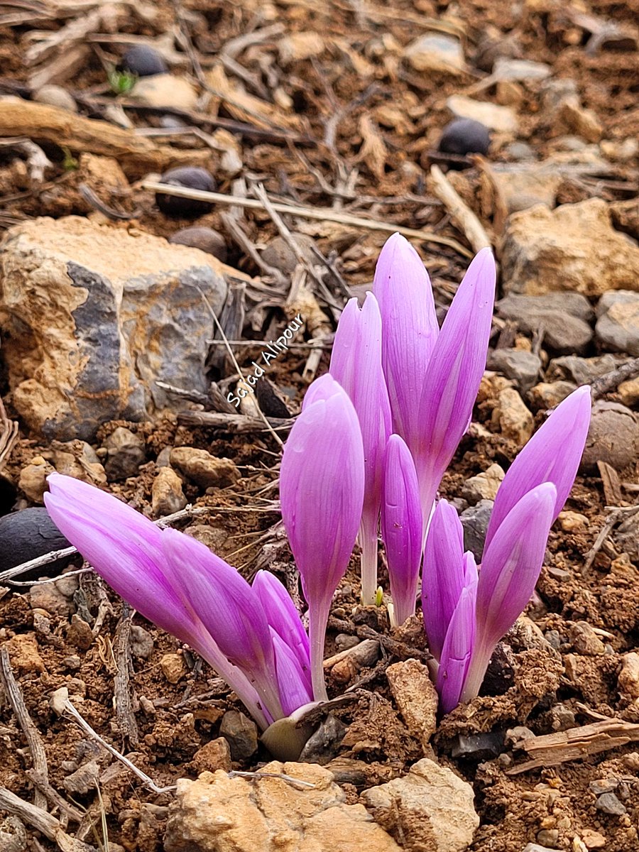 SajadAlipour98's tweet photo. Colchicum varians
Semirom, Isfahan, Iran
8 March 2023
Altitude: 2460m
#colchicum #Colchicum_varians #wildflower #sajadalipour
#ngo #alpineplant #gardening #photography #greenhouse #wildlife #nationalgeographic https://t.co/dzk50kpQou