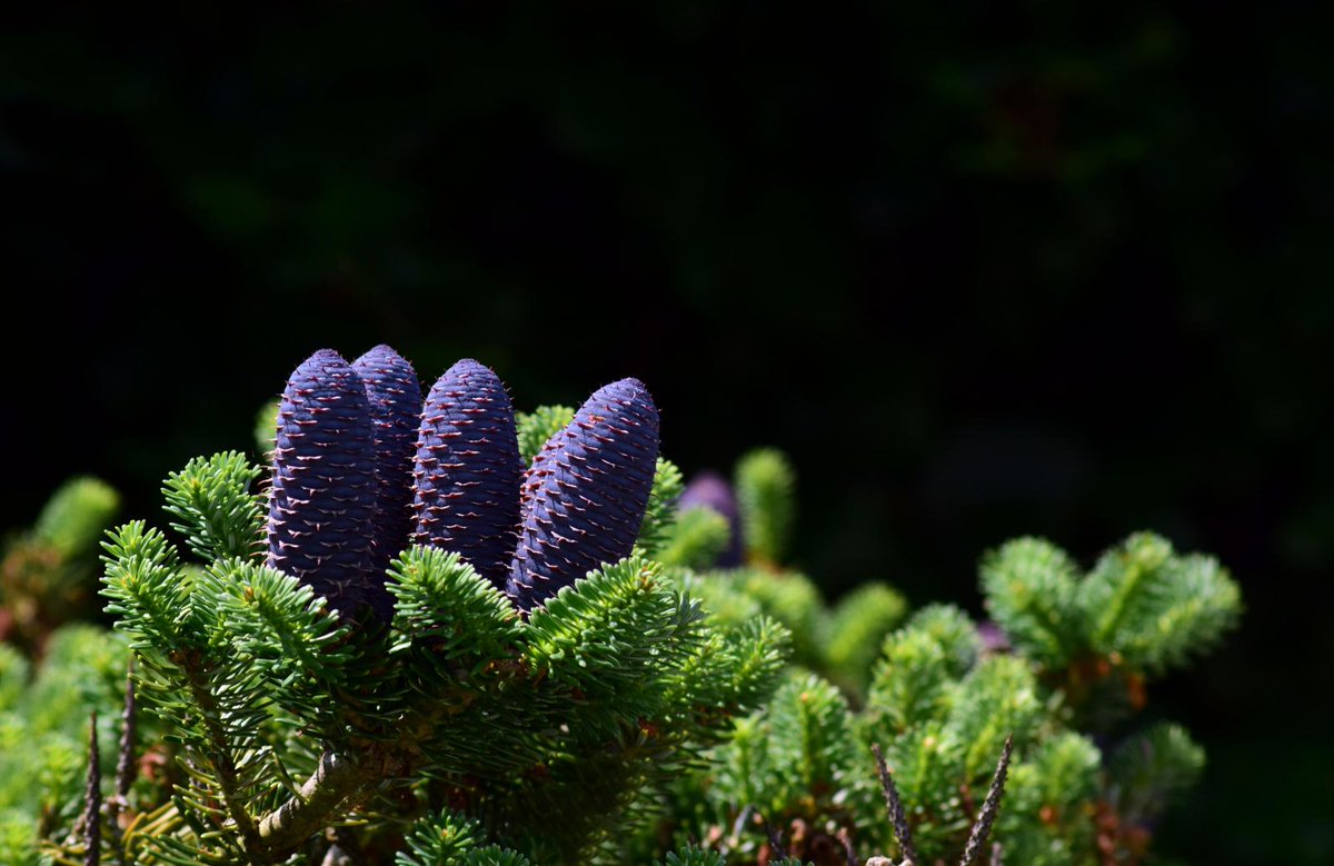 TONIGHT! Academy of Ancient Music - Hail! Bright Cecilia

Purcell’s hymn to music – the voice of nature itself

West Road Concert Hall, Cambridge at 7pm 

Tickets are still available to buy on the door an hour before the show starts.

Find out more: cambridgelive.org.uk/tickets/events…