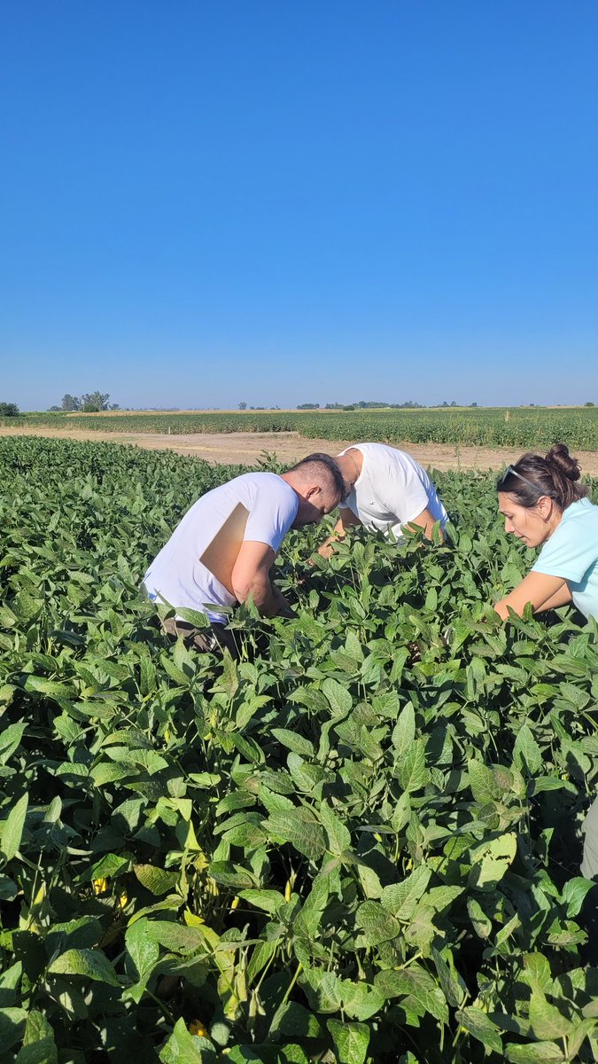 Muy buena recorrida por ensayos del INTA Marcos Juarez junto a Fernando Flores. Impacta el desarrollo de soja logrado por las pocas precipitaciones recibidas. Controles excelentes de #trips con #Virantra vs competidor.