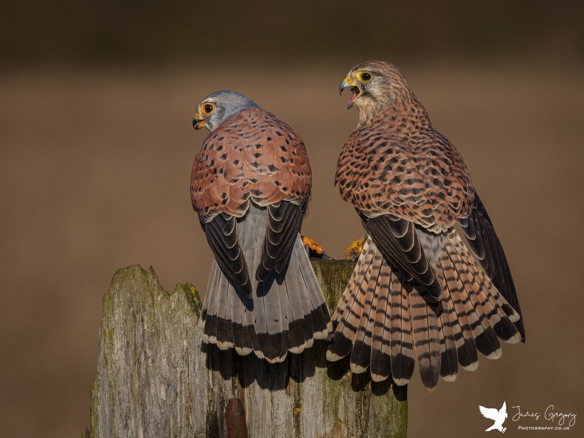 Mr & Mrs #Kestrel #BirdsSeenIn2023 #TwitterNatureCommunity @Natures_Voice