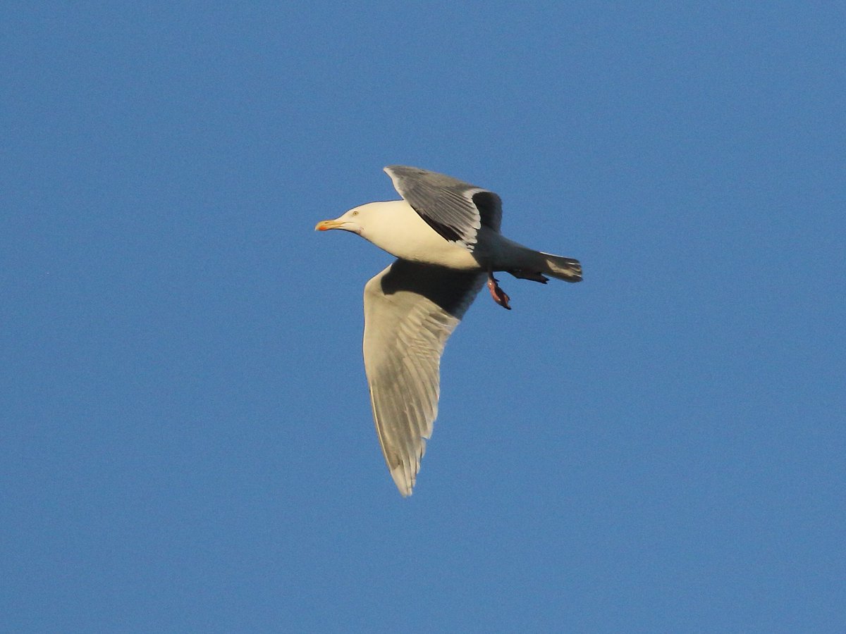Orgreave pre-roost last night, a BHG x Med Gull hybrid, first winter Caspian Gull, and a striking adult Northern Herring .