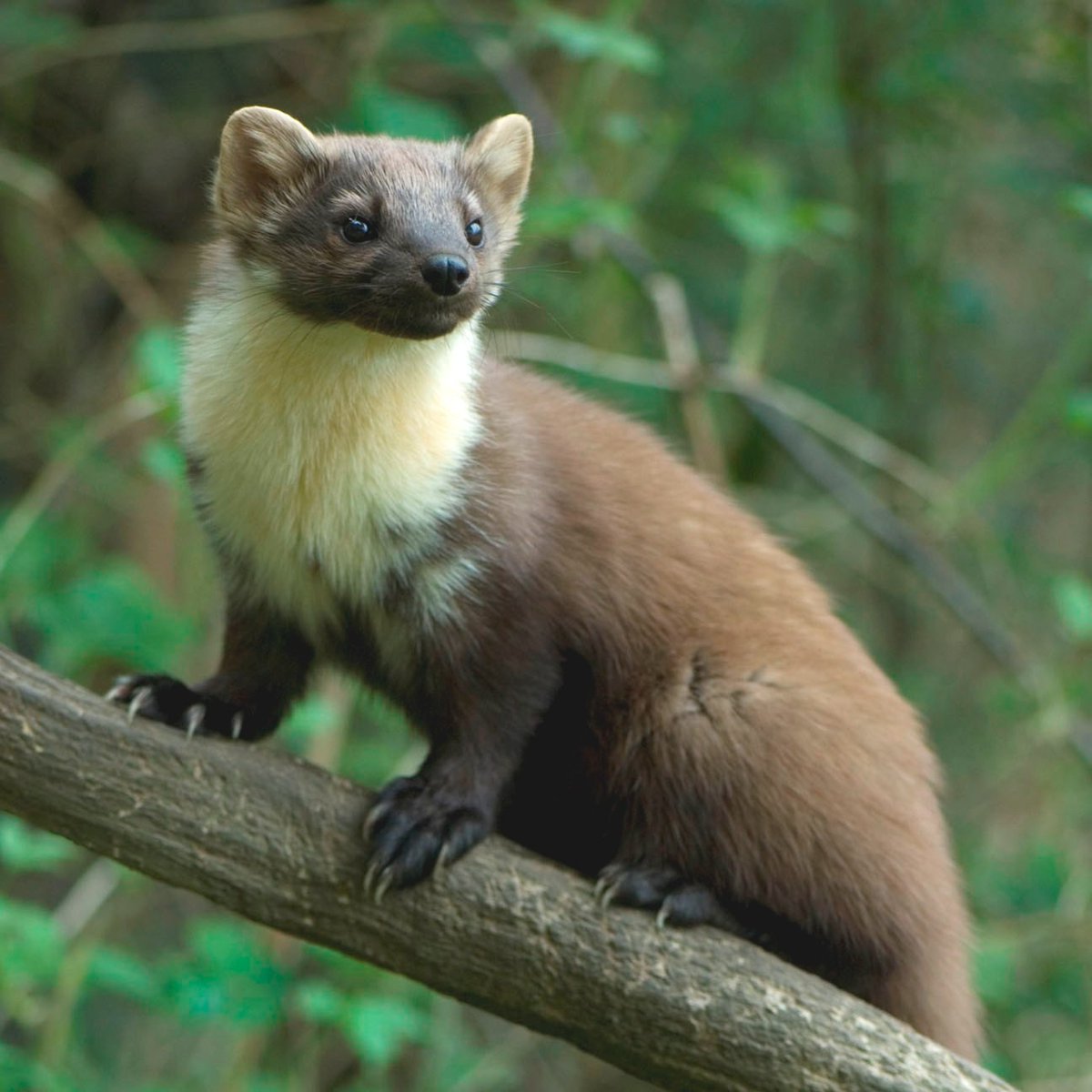 👋🏼 New Forest Pine Marten Talk

Don't miss this FREE online talk on 21 March (7.30pm) with Marcus from <a href="/WildNewForest1/">Wild New Forest</a>  about the current fieldwork studying #PineMarten in the #NewForest. 

Register at: us06web.zoom.us/meeting/regist… 

📷 Martin Noble

#AwakeningFestival