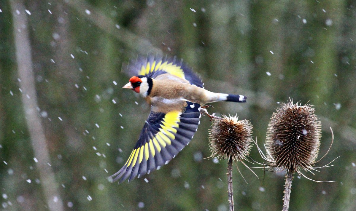 Terry Nicklin (@nicklin_terry) on Twitter photo Good afternoon. Bad weather conditions this morning <a href="/RSPBSandwell/">RSPB Sandwell Valley</a> , but plenty of birds about. Nice to get Goldfinches feeding in the snow & sleet. Good afternoon. Bad weather conditions this morning <a href="/RSPBSandwell/">RSPB Sandwell Valley</a> , but plenty of birds about. Nice to get Goldfinches feeding in the snow & sleet.