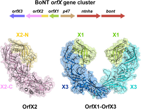 2⃣ papers on the #CrystalStructure of the OrfX1-OrfX3 complex from the clostridial orfX #neurotoxin gene cluster

➡bit.ly/3T1vje7
🖊Sara Košenina & Påi Stenmark @Stockholm_Uni 

➡bit.ly/3T1ntAR
🖊Rongsheng Jin @UCIrvine & team

#structuralbiology #Clostridium