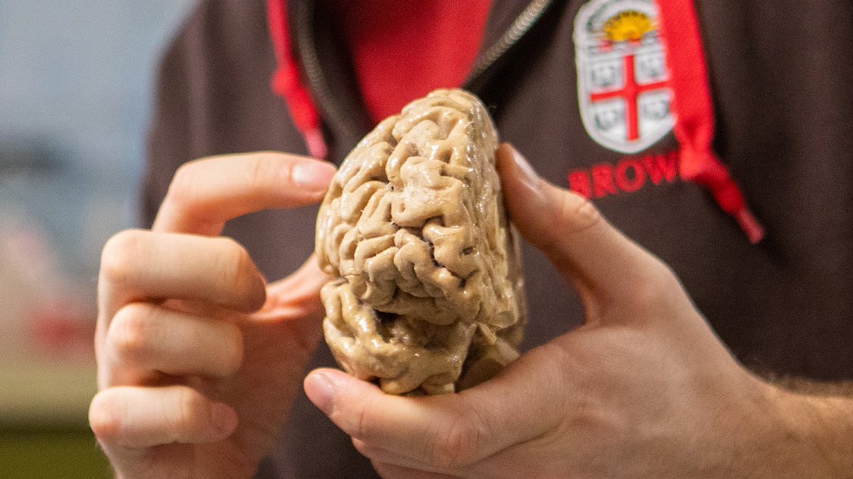 Come and explore the wonders of the human brain at the Brown Brain Fair on 3/18. This free event offers everyone the chance to learn about brain science with games, interactive demonstrations and hands-on exhibits.

Learn more about this year's fair at bit.ly/Carneyfair