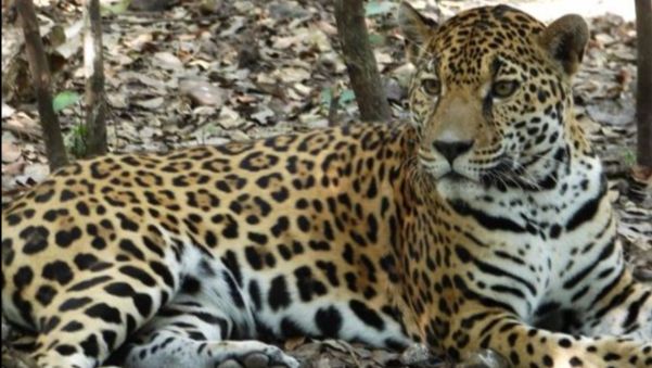 We answer your FAQs about volunteering and give you a discount! - mailchi.mp/8d94178b514a/w…