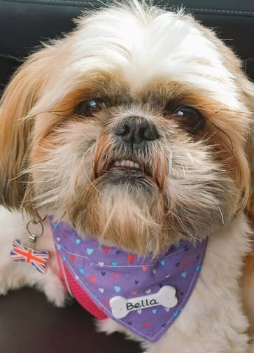 IMPAWTENT announcement. All the 71 dog bandanas that are for sale in my shop can now be personalised with a name of your choice! Thanks for looking and retweeting. 
Blackpoolbella.com
#dogbandana #gift #personalised