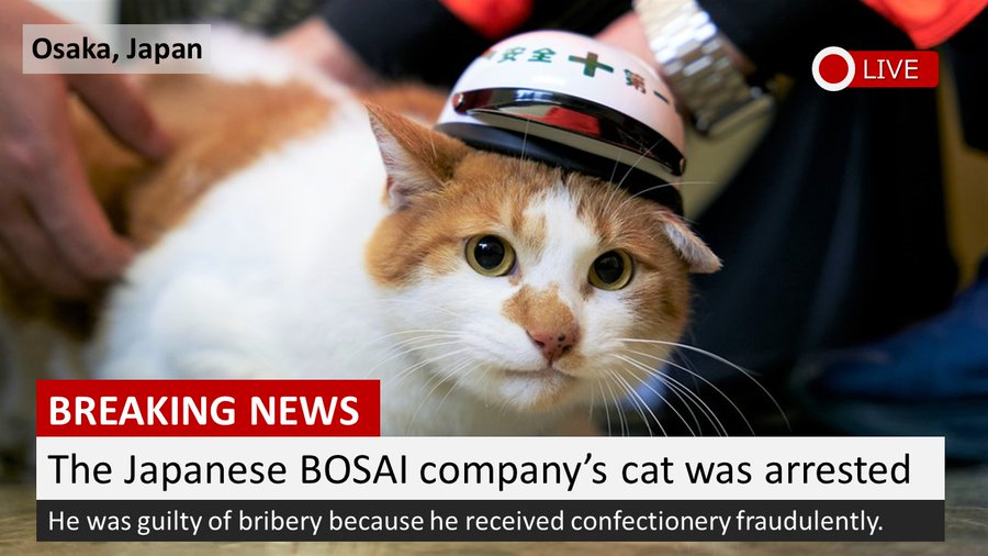 cats with jobs 🛠 tweet media