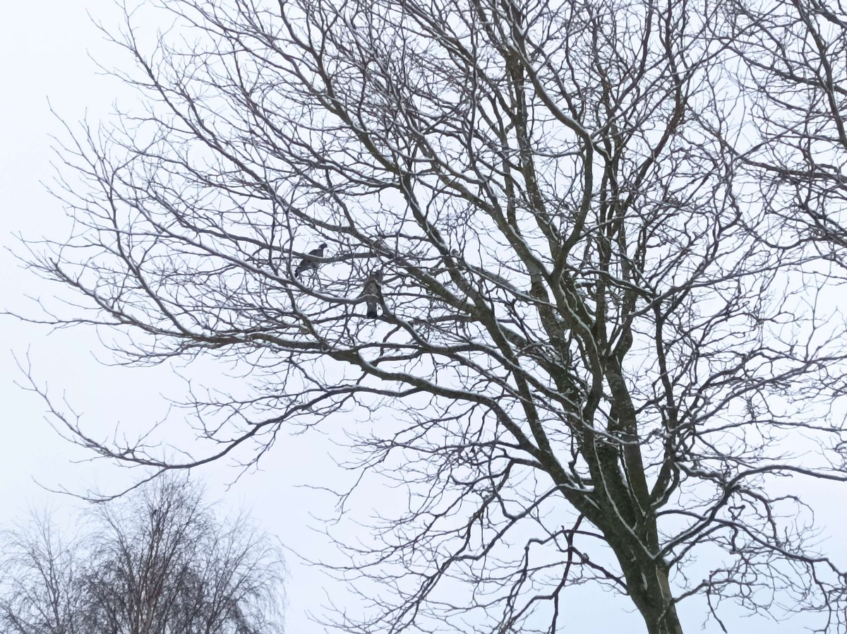Latejune27's tweet photo. Omg we actually had #snowtoday? ❄️
🇬🇧IN THE UK!?? 🇬🇧
For all my international reeflings, yeahhh, this is what's considered A Lot of #snow in the UK, we got issues 🥲
#SnowIce #Twitchwatch #Twitch https://t.co/bYAK460i7y