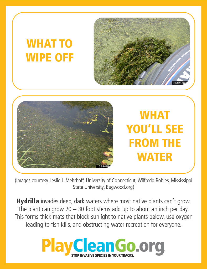 PlayCleanGo's tweet photo. #WeedOfTheWeek Hydrilla verticillata is a submerged aquatic plant that is well established across the US. Stop its spread by always cleaning your shoes and gear between fishing trips - even a small fragment can reproduce and eventually clog a whole water body. #PlayCleanGo https://t.co/PWdVqP4bNg