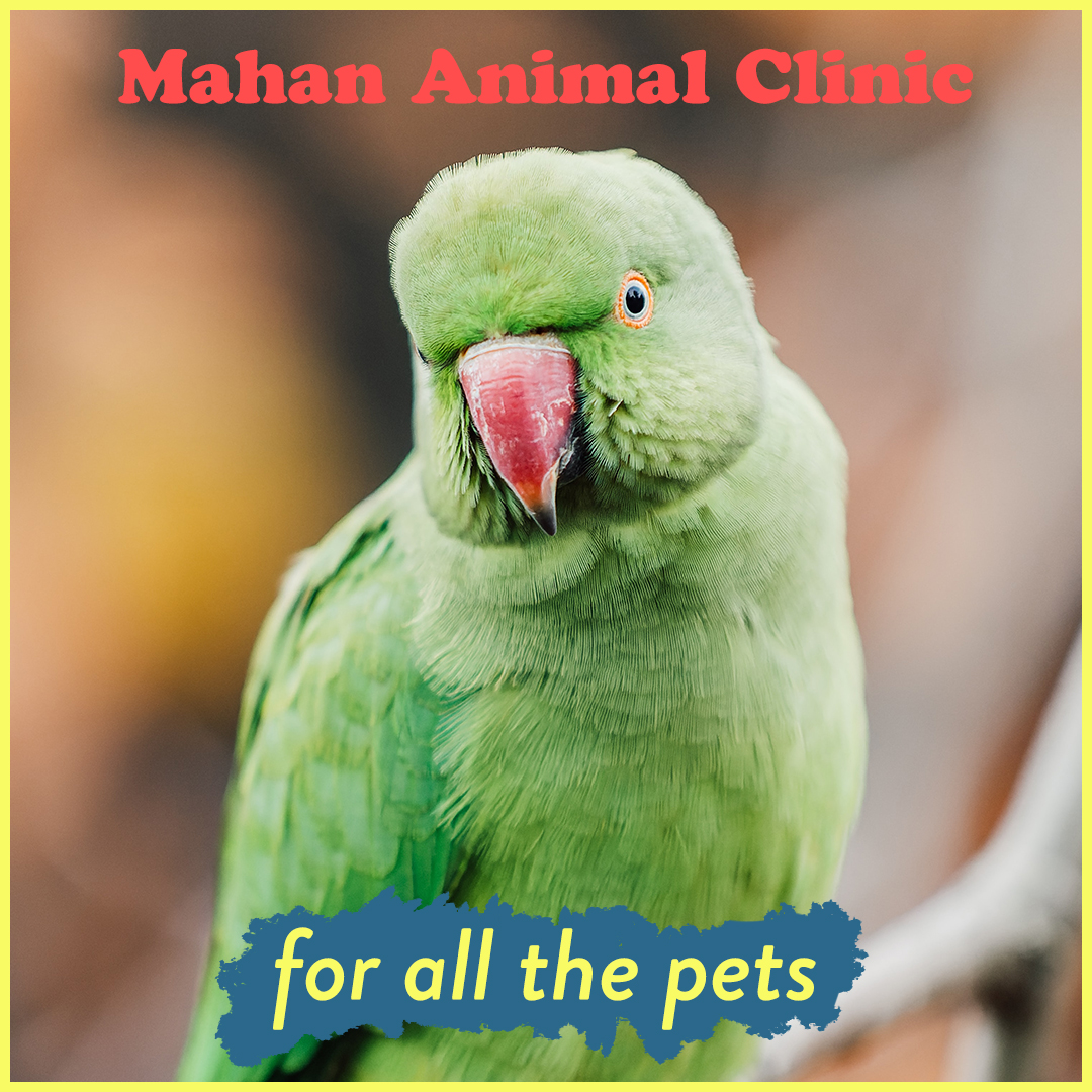 We will see any animal that can fit through the door! ♥
Call to schedule: 850.402.0557
-
mahananimalclinic.com
#veterinarian #tallahassee #pets #exoticpets #petcareprovider