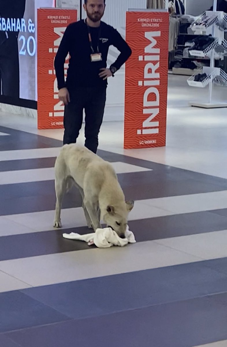 cerenisce's tweet photo. az önce köpek mağazadan tişört çaldı geri vermiyo https://t.co/OBZfDtAdE6