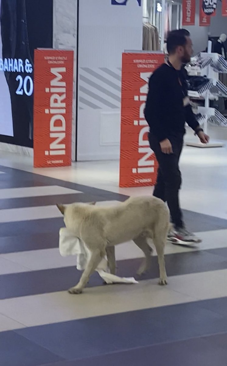 cerenisce's tweet photo. az önce köpek mağazadan tişört çaldı geri vermiyo https://t.co/OBZfDtAdE6