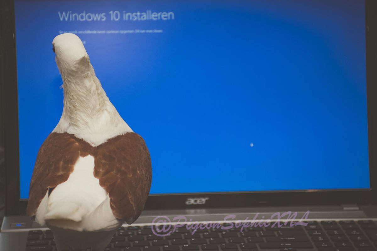 PigeonSophieXNL's tweet photo. Currently upgrading another @Acer laptop from @Microsoft @Windows 8 to #Windows 10 today at #work. We recommended 11 but the user wanted 10 instead 🤷🏽♀️. #ITPigeon #BirdsOfTwitter #PetBird #PetPigeon 🕊️ #InstallingWindows https://t.co/vlpuu9baC5