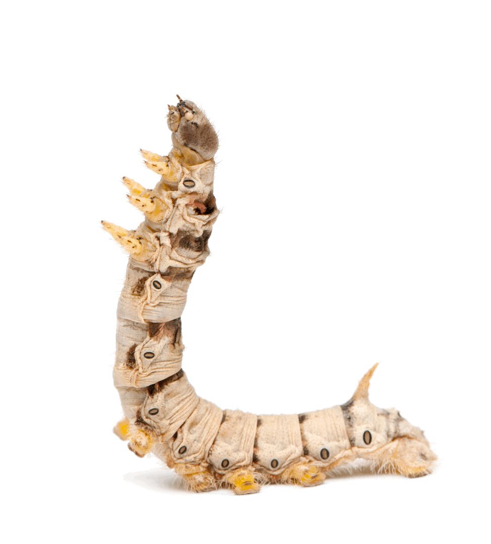 crittercrawlers's tweet photo. Silkworms are in stock at Critters and Crawlers!  

Shop for your live Silkworms today: https://t.co/mlr1eoM6q4 

#crittersandcrawlers #critters #crawlers #bandedcrickets #feederinsects #livefeeders #livecrickets #animalfood #silkworms #silks #worms #liveworms https://t.co/4JgvwZc4j8