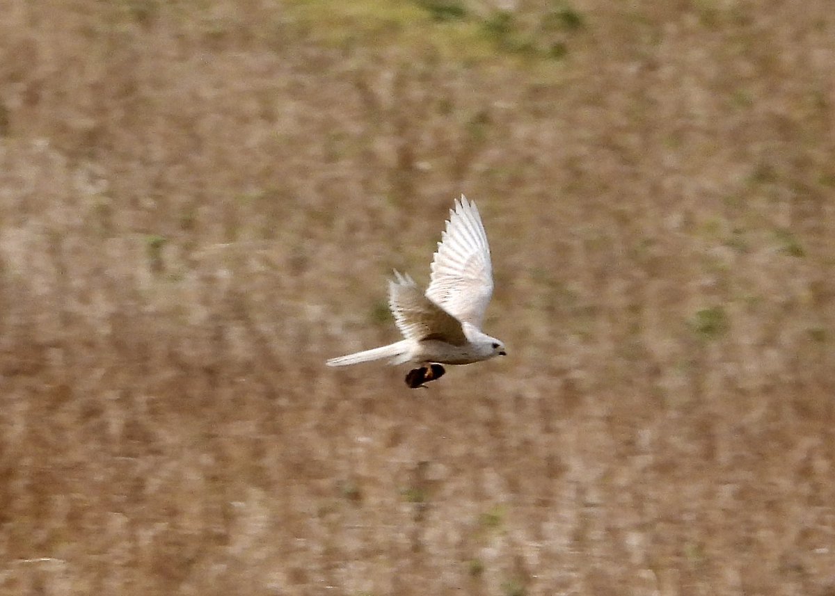 Neil Simms (@NeilSimms1) on Twitter photo 2023-03-08 16:17:50 Leucistic kestrel just south of Scaling Dam today @nybirdnews @teesbirds1 @teeswildlife @DurhamBirdClub Leucistic kestrel just south of Scaling Dam today @nybirdnews @teesbirds1 @teeswildlife @DurhamBirdClub