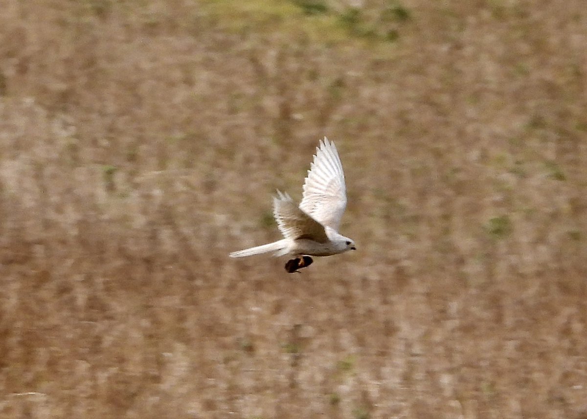 Leucistic kestrel just south of Scaling Dam today @nybirdnews @teesbirds1 @teeswildlife @DurhamBirdClub