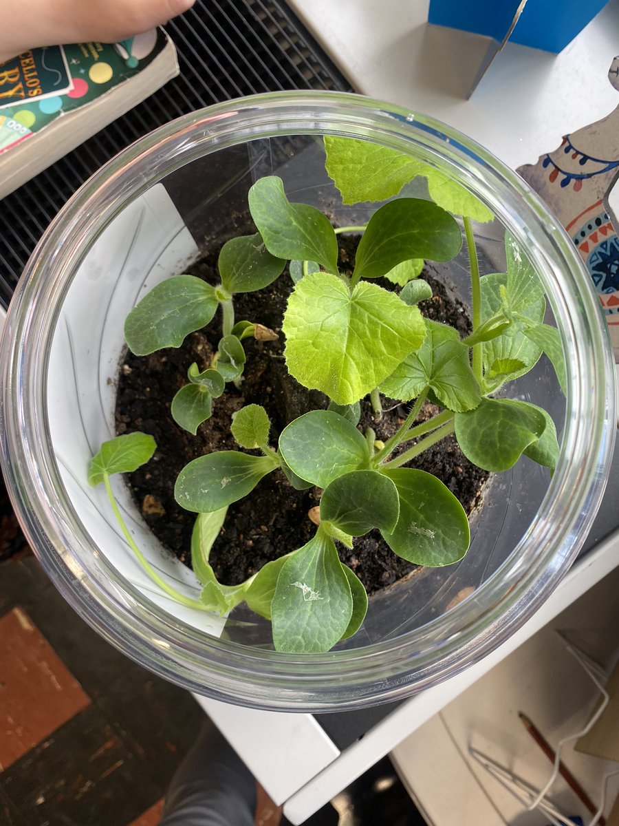 Our Pumpkin Jack is flourishing!! It has been so much fun watching him decompose and now produce new pumpkin plants! 🎃🌱 <a href="/HTShuskies/">Harmony Township School</a>