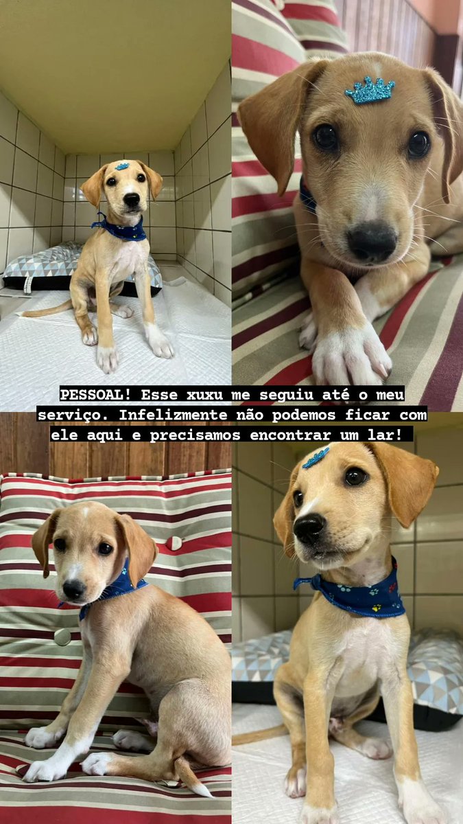 aanacarou's tweet photo. 🛑🛑 🚧PARADA OBRIGATÓRIA 🚧🛑🛑

não passe por esse storie sem antes dar um RT para divulgar o doguinho caramelo que me seguiu hoje até o serviço!!! precisamos achar um lar para ele! https://t.co/fprQhOMTXi