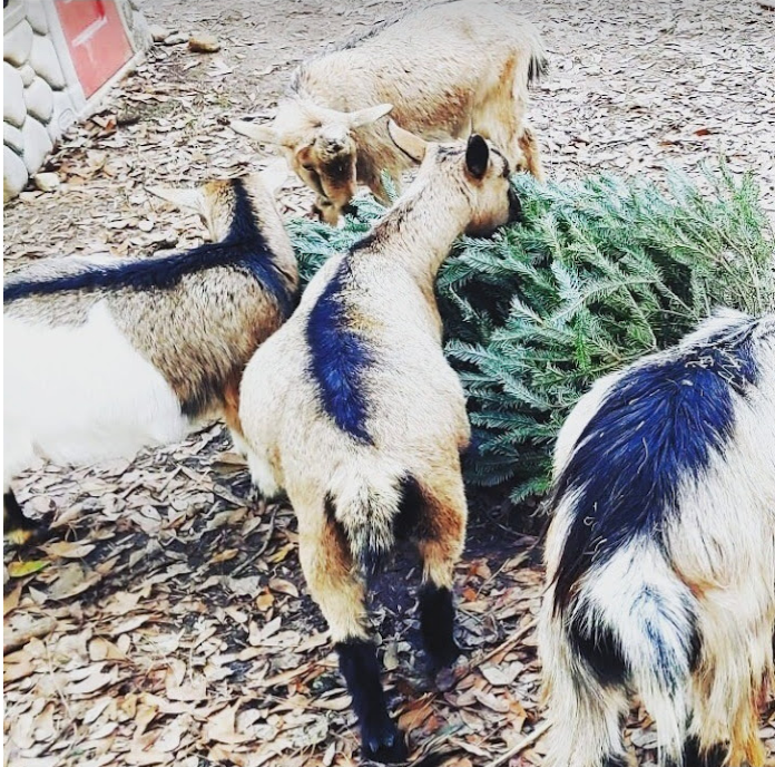 These goats said that you are the "GOAT" for sharing!

“Everyone is in such a good mood when they’ve eaten well.” — E.A. Bucchianeri

#mariettaga #mabletonga #kennesawga #powderspringsga #austellga #acworthga #smyrnaga#bringOnefortheChipper #dobeautifulthings