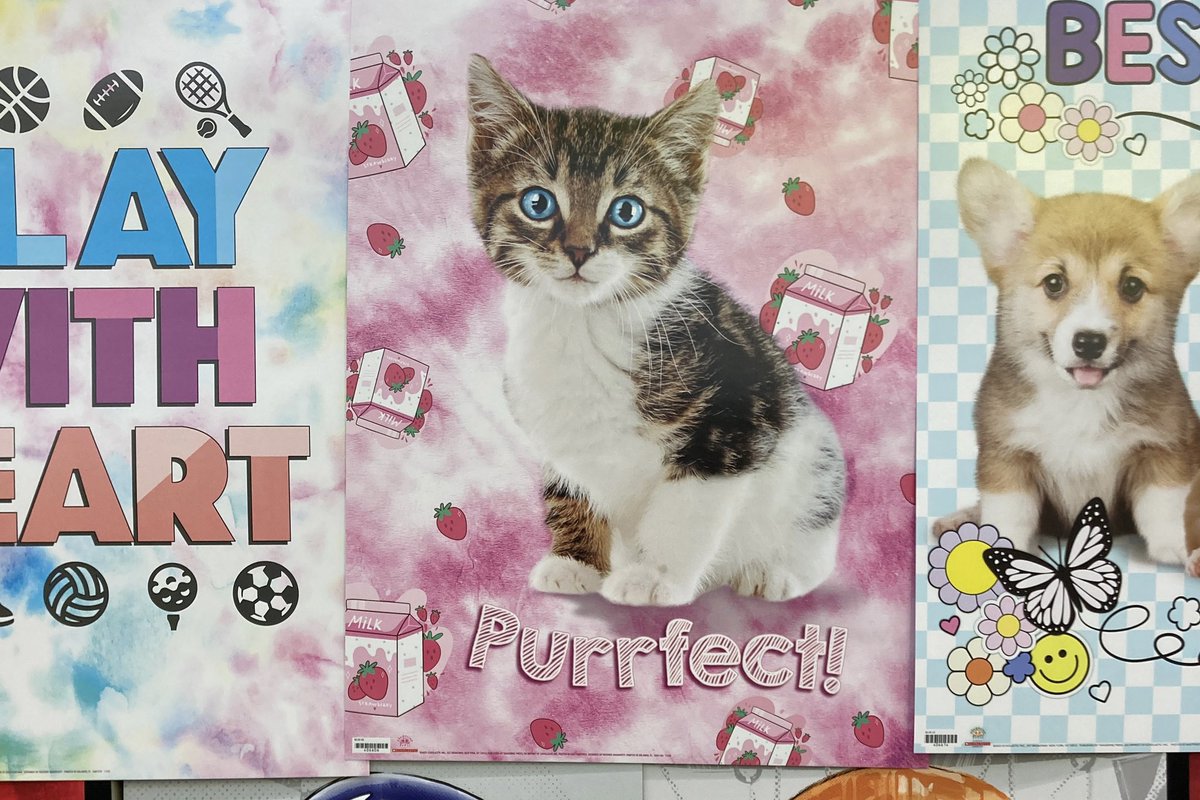 The RBA book fair in the library continues the rest of the week! You have a few more days to grab your favorite book or a kitten poster! Our goal is to sell 800 books!!!⚡️⚡️⚡️