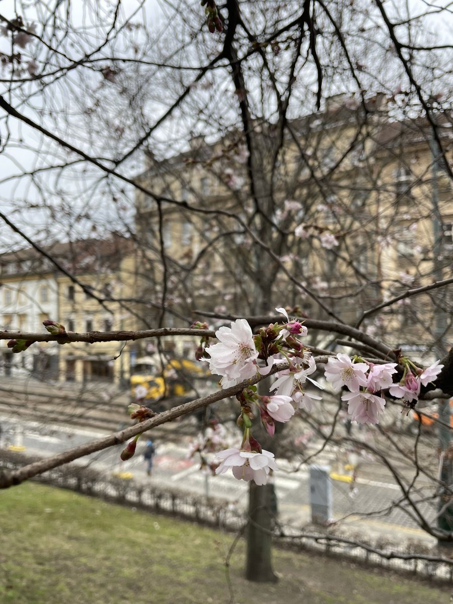 prague really let a few cherry blossoms out for my trip 🥹✨💞