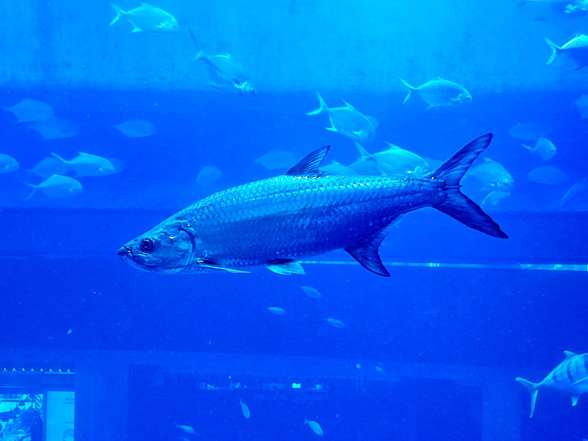 #fishing #fish #aquarium #dubaiaquarium
