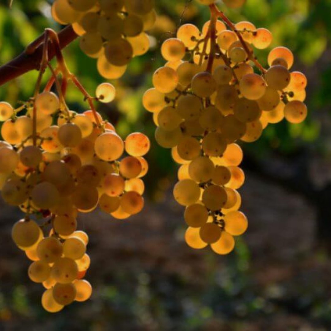 Oxford Wine Festival tweet media