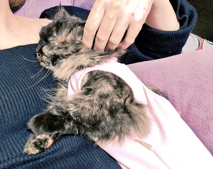 暴れ猫ちゃん寝かしつけ成功 