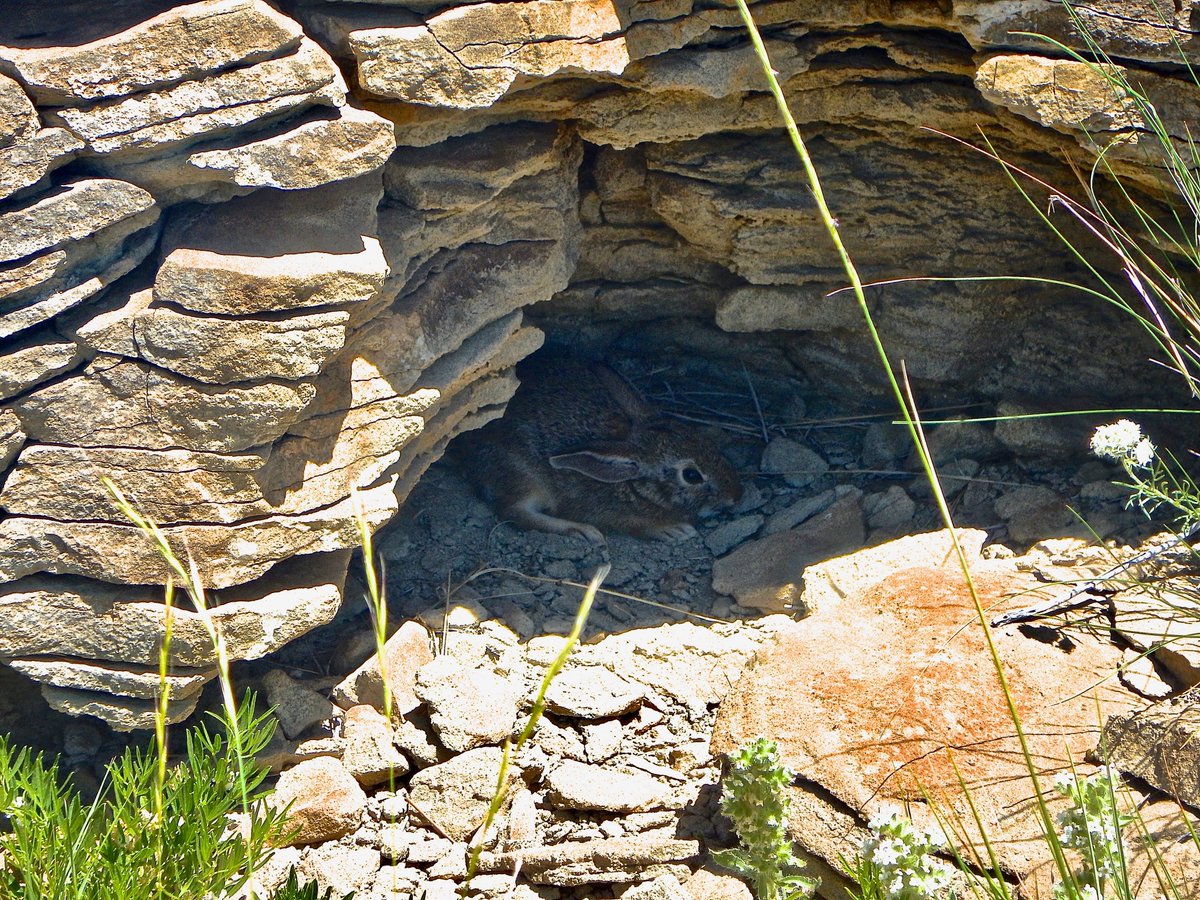 stratigraphix's tweet photo. Beautiful hummock (bunny for scale) in the Cretaceous Frontier Formation of the Powder River Basin - a tight oil reservoir from the US.
#sedimentology #stratigraphy #unconventionalresourceplays #clastics #powderriverbasin #tightoilsandstones https://t.co/mltmMZFUCs