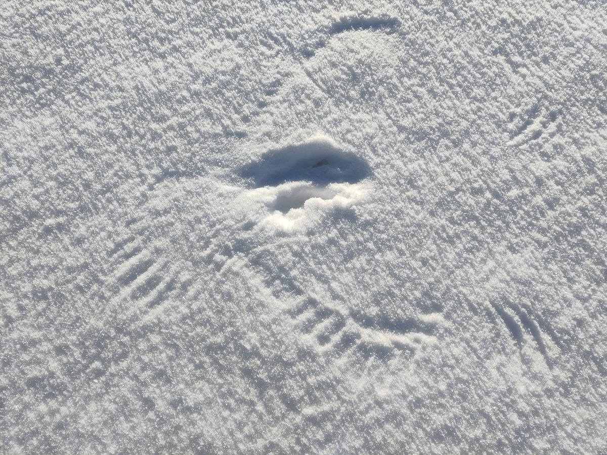 Rogart: Owl print in the hay park. Something wasn't hidden well enough under the snow...