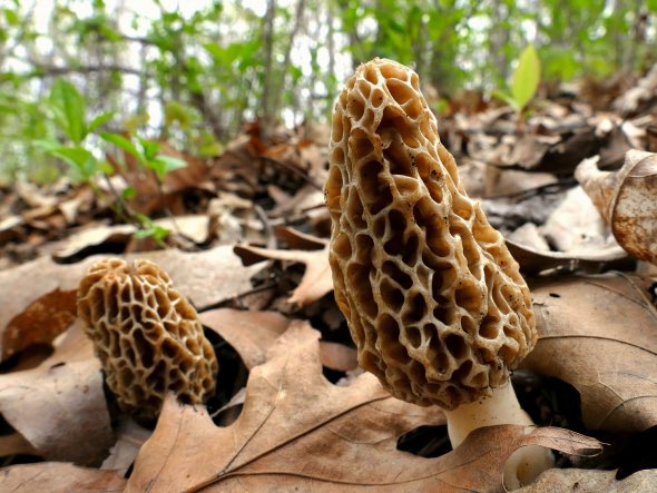 MycoMedix's tweet photo. Morel mushrooms contain a unique compound called ergothioneine, which is known for its neuroprotective and anti-aging effects. Adding morels to your diet could help promote brain health and longevity. #morelmushrooms #neuroprotection #antiaging #mushrooms #BrainHealth https://t.co/uCUhc7hAsR