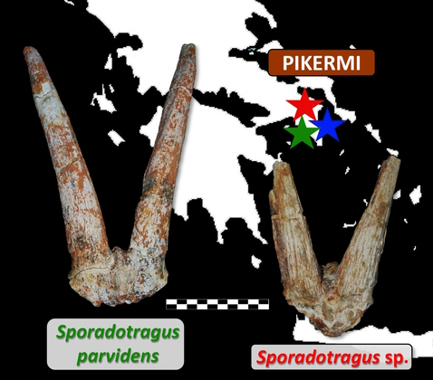 women_archeopal's tweet photo. For the posters, Stamatina Sklavounou won the €100 prize offered by @EvoAdapta . Her research is entitled "A new occurrence of the genus Sporadotragus (Bovidae, Mammalia) in the Upper Miocene locality of Pikermi (Attica, Greece)".
Bravo Stamatina!! 👏👏🥳 https://t.co/T100irBcJq