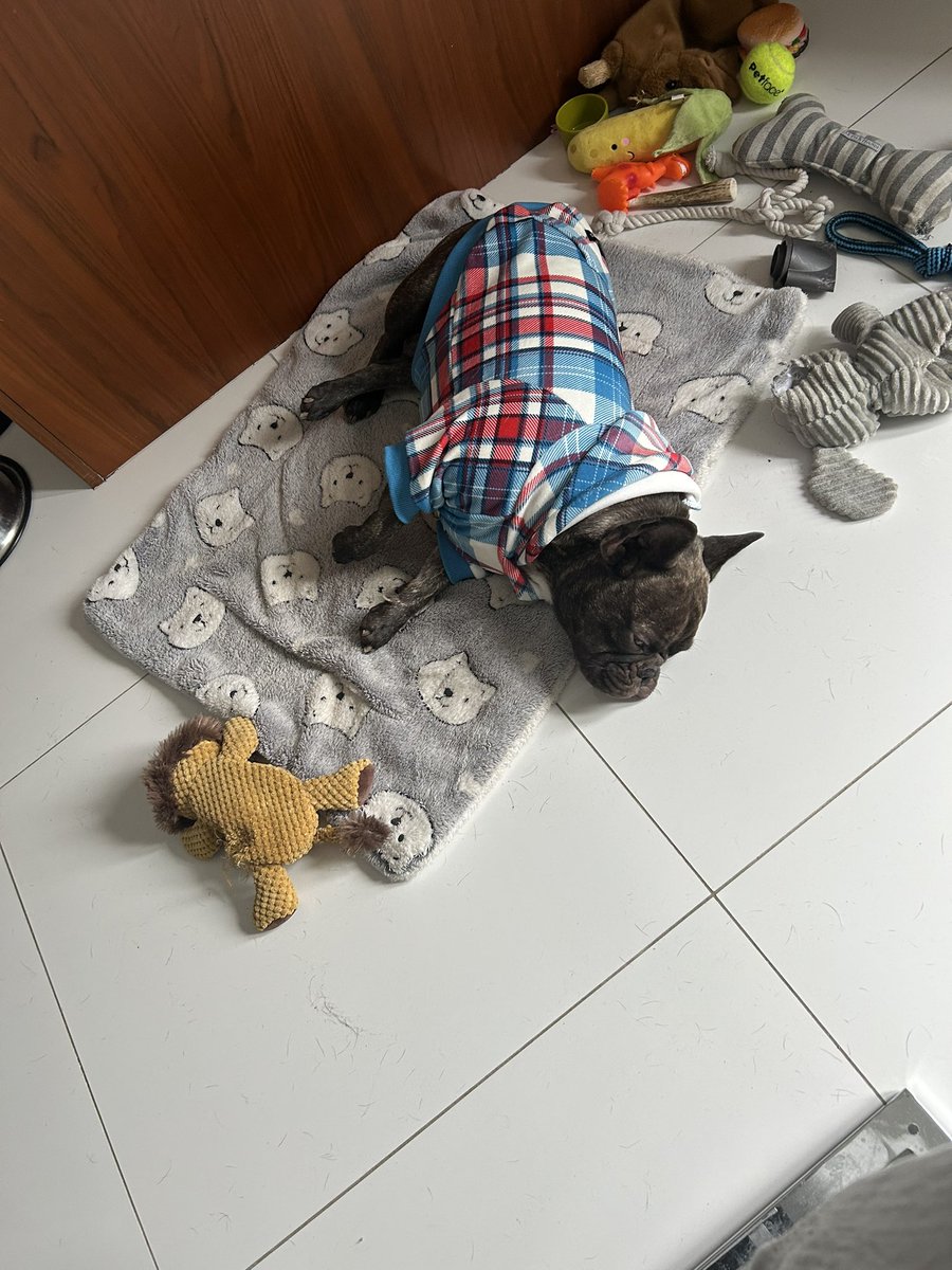 BeeClaypole's tweet photo. @Battersea_ Maxwell been snuggled inside all day!! He hates the cold! 🥶 ⛄️ 😍 https://t.co/jRAy96r5J5