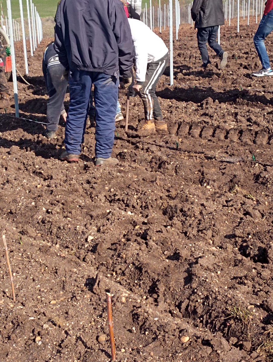 Rencontre intergénérationelle internationale! Nous avons planté des pieds de vignes et des arbres sous la direction de grands sages. Chaque équipe nationale rapporte un pied pour le planter dans son école! <a href="/SoniaQuinzi/">Sonia</a> <a href="/ZTrajchev/">Zorancho Trajchev</a> <a href="/TrotelAlexandra/">Trotel Alexandra</a> <a href="/IESAlisal/">IES Alisal</a>  #ecoleslogie