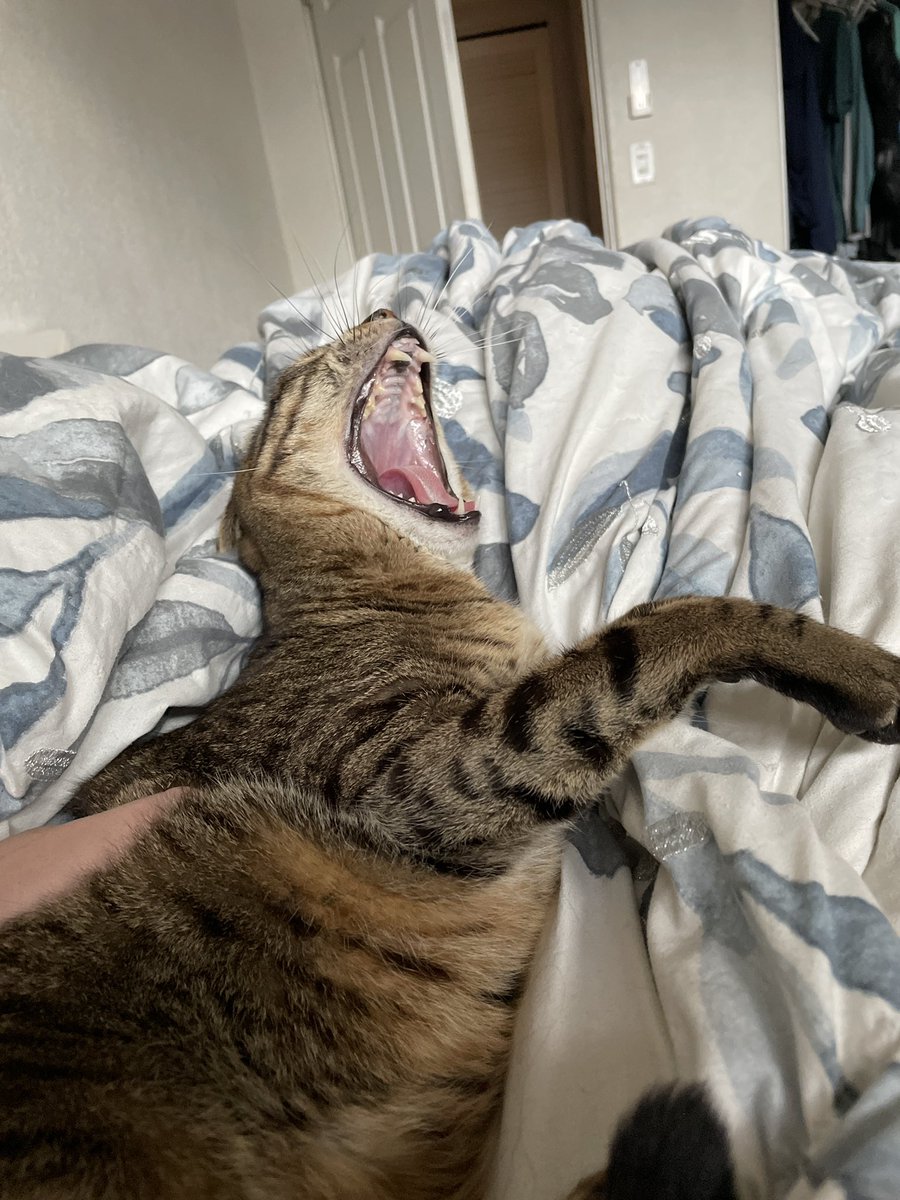 Comet_lolz's tweet photo. Gato https://t.co/X3sCZkUu7q