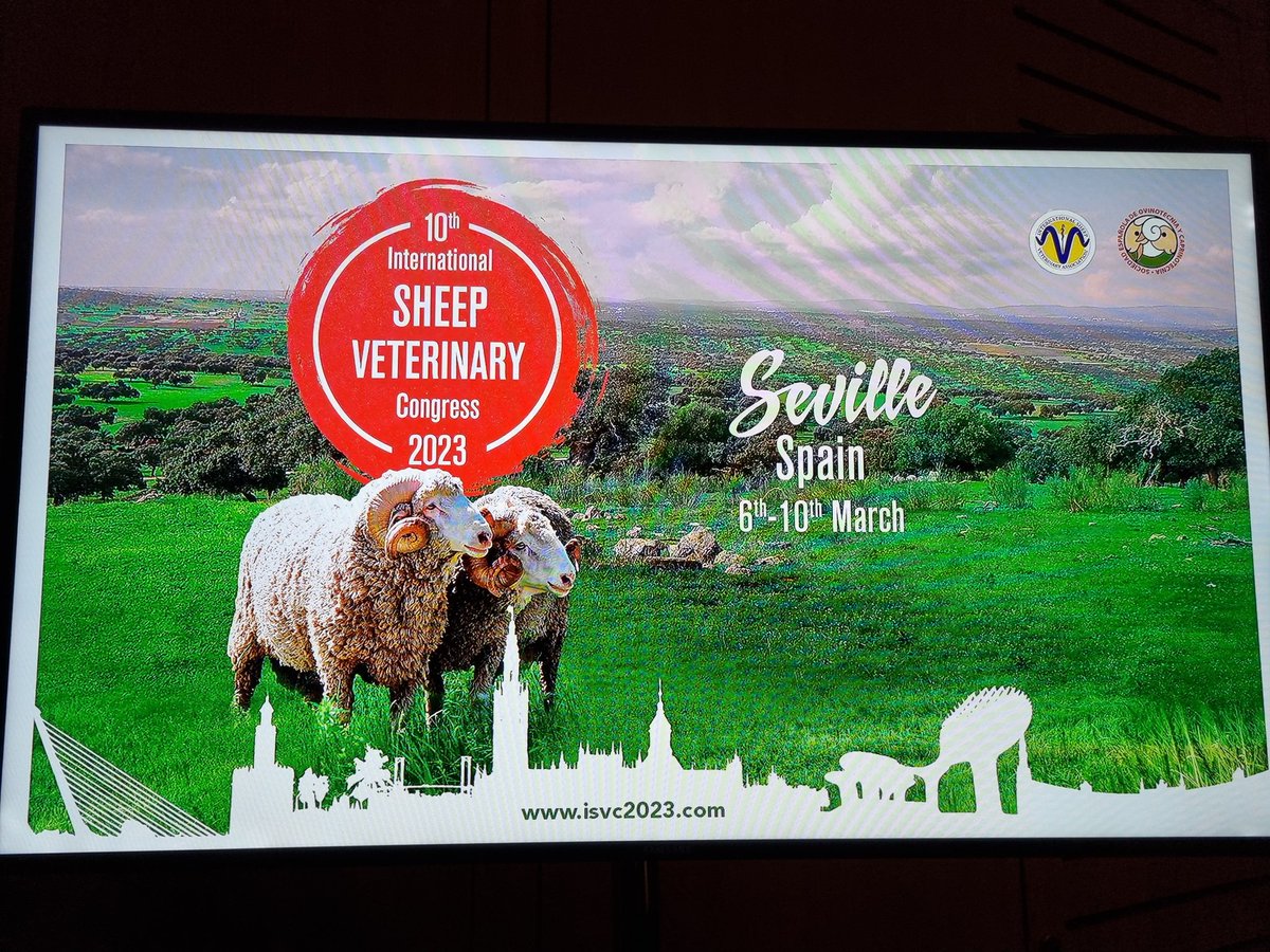 PhillipaFarmVet's tweet photo. On the way back to the UK after an amazing few days in Seville #ISVC2023 full of motivation, inspiration & dehydration😂 🍷after listening to & meeting some top people..all with #flockhealth in common 👏 @FlockHealth
Many thanks @ElancoLivestock for the opportunity 🐑🐑🐑 https://t.co/Ln9Zswtnie