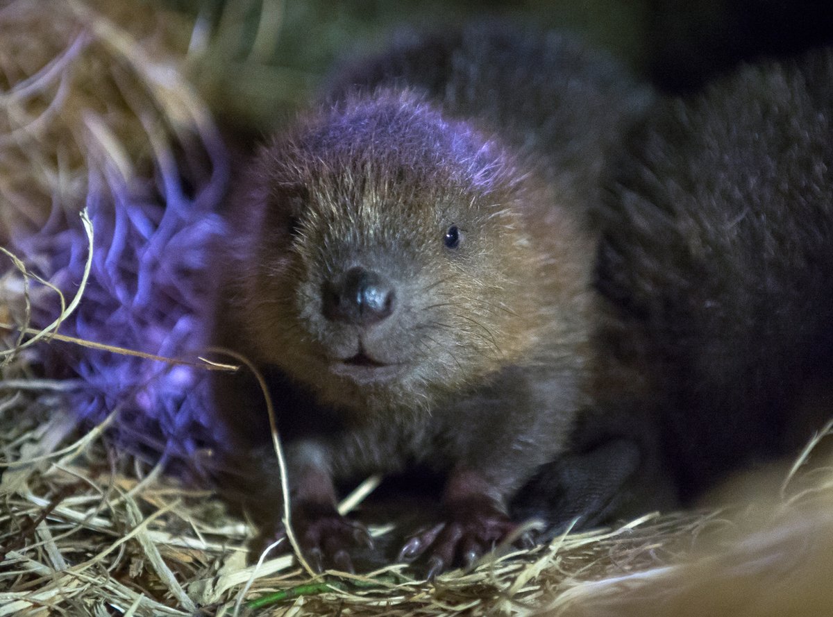 Happy Woodnesday here’s Maple as a baby in her cozy den
photo: @NorthwestTrek