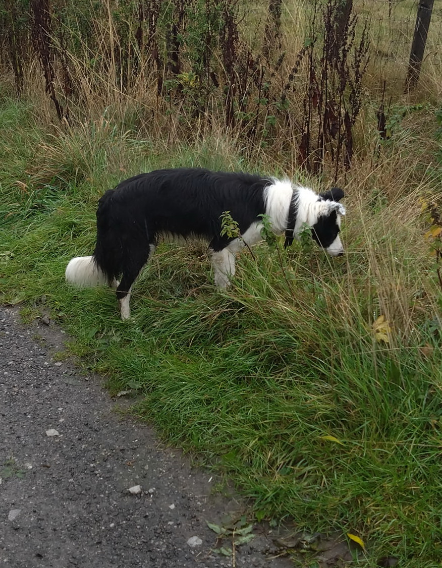mbccdogtraining's tweet photo. After work a quiet few minutes reading the local newspaper. Sniffing out who's been here, when and how long for. https://t.co/kgT5v0AiuV