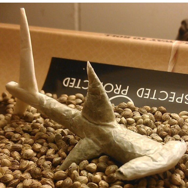Hammer head shark joint I rolled a while back, tag someone you would smoke this with in the comments below! 💨 

#shark #creativerolling #cannabis #weed #smokeweed #Mmemberville #cannabiscommunity #greenhandgenetics