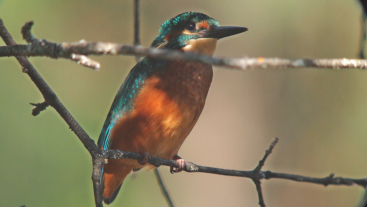 A muy poca distancia lo tenía...Creo que me escuchaba respirar 😅 #Martinpescador #Kingfisher #pajareando #birds #Aves #naturaleza #nature #NaturePhotography #birdwatching #fotografiadenaturaleza #Monteelpardo #Madrid