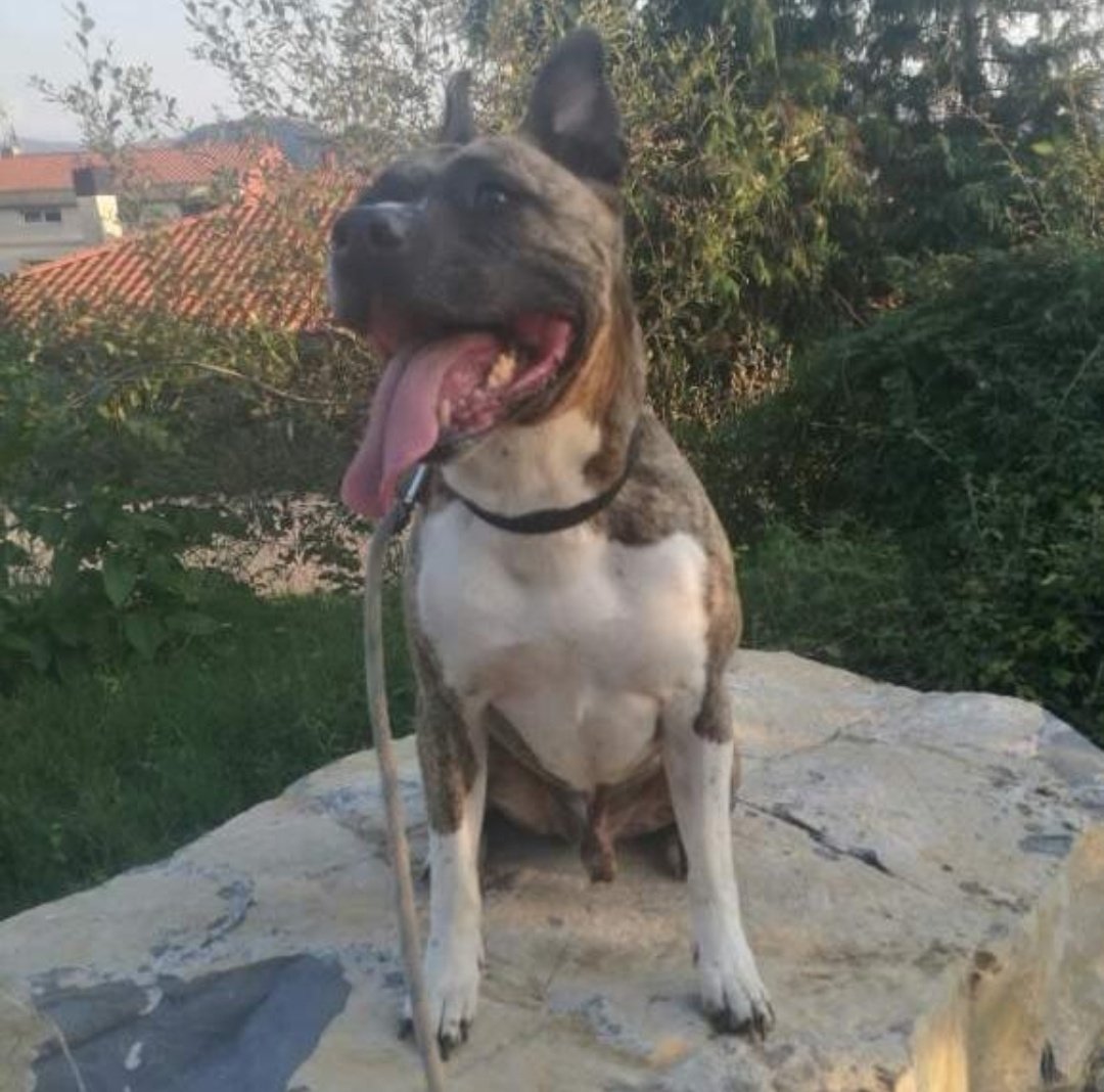 Ayer hizo 2 años desde q te fuiste.. No te olvido, no te olvidaré jamás y siempre se q estarás conmigo, no superó tu perdida ni el vacío q dejaste en casa, te echo de menos hermano🐶