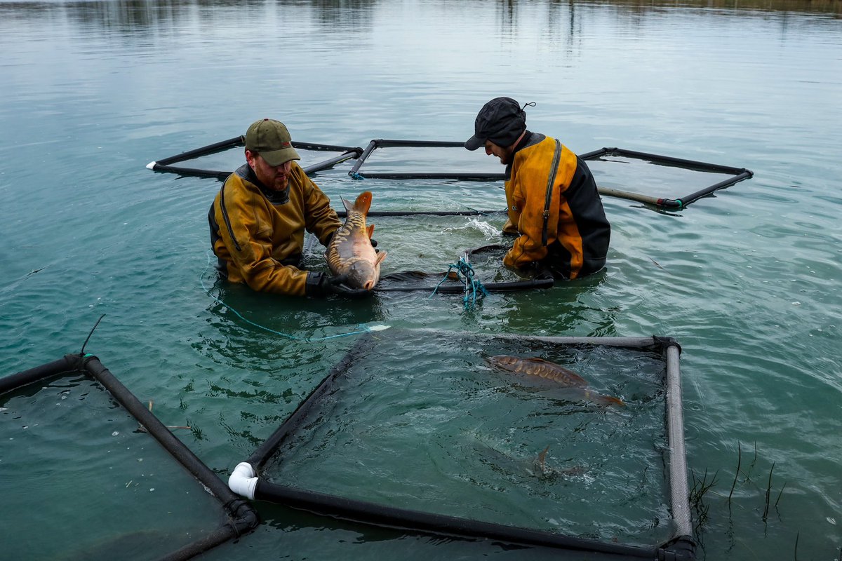 CollinsNets's tweet photo. Thank you so much to Tom - Morrison Outdoors Media Co for some great new Photography for our Fisheries Catalogue 🙌
We are so pleased 😀
The 2023 catalogue is now at the printers!
#collinsdrysuits #collinsnets #fisherymanagement #seinenet #fishcages https://t.co/zH9xKsBGvH