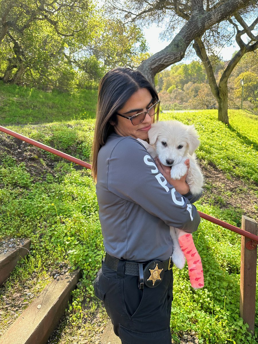 SPCAmc's tweet image. Tune in Tomorrow on @KSBW_8 &amp;amp; Central Coast ABC for A Day of Giving from 6 am - 8 pm to see how your donations help pets like Daisy. Thank you @CCoastCollege and @TradewindsCA for sponsoring A Day of Giving.  spcamc.org/give-today    #spcamc